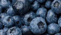 Blueberry Basah Tutup